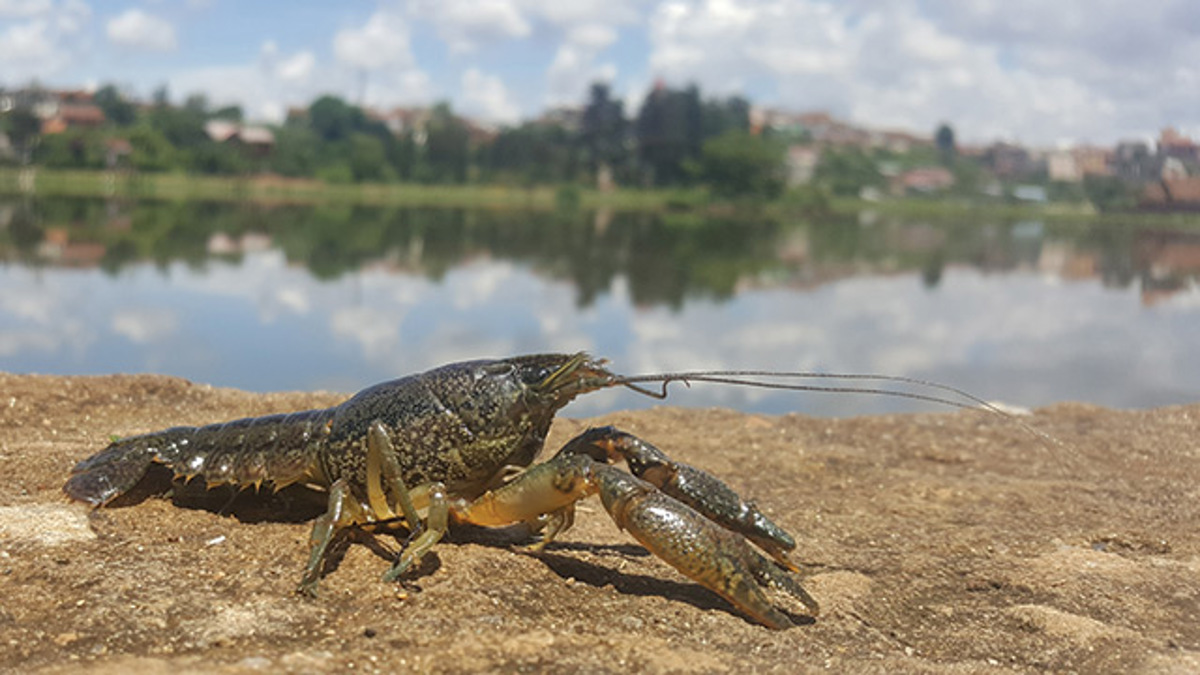 Great Lakes Aquatic Invasive Species Task Force - Great Lakes Governors ...